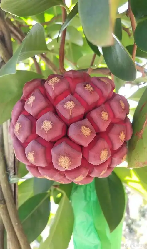 黑老虎,又称冷饭团,是通道山区野生水果.