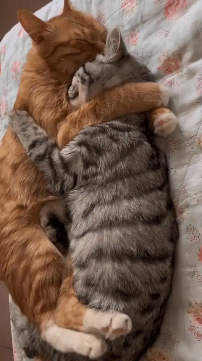 为什么两只猫猫在一起会呈现各种表情?#搞笑# #搞笑动图