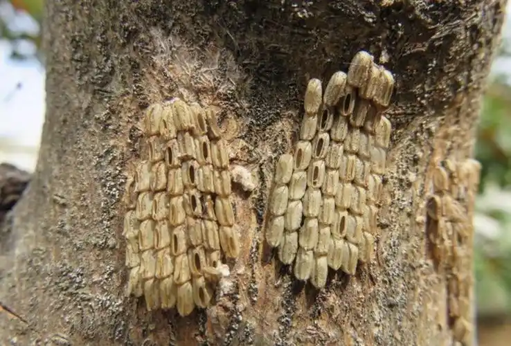 虫卵的孵化进度于劳动节前后达到高峰.它们的生长几乎与葡萄藤同步.