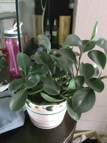 不开花,叶子很硬的绿色植物