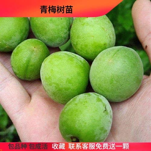 青梅树苗泡酒酸梅子嫁接果树苗南北方种植盆栽庭院大肉青梅果树树