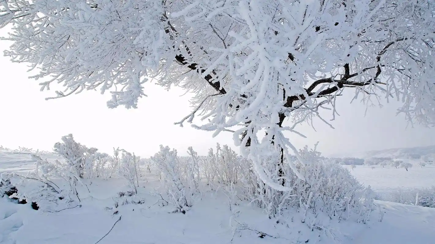 银装素裹雪景唯美壁纸_清新静谧下雪天