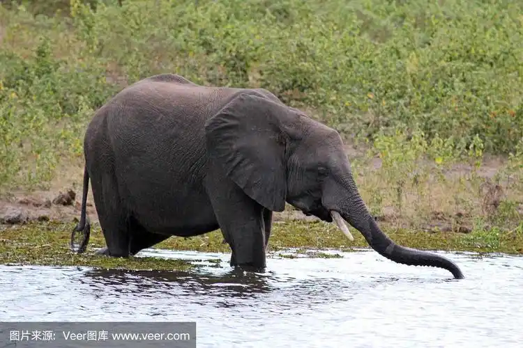 博茨瓦纳:丘比国家公园的大象在喝水