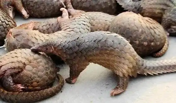 弄清"野味"真相 别让"吃货"变"吃祸"