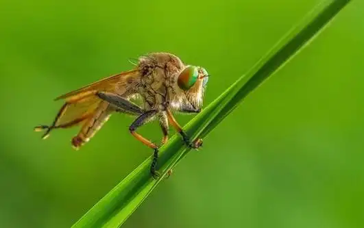 为什么牛虻喜欢吸人血