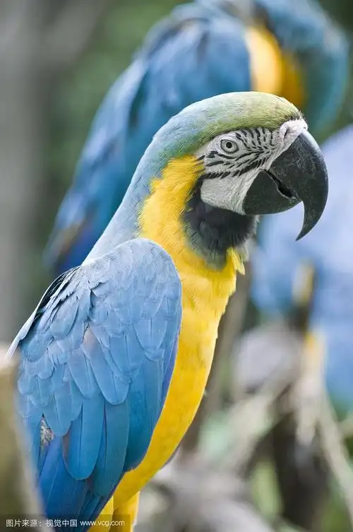 蓝色的鹦鹉