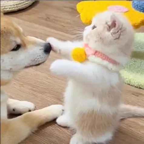 宠物情侣头像超萌一对图片,喜欢宠物的可以用了