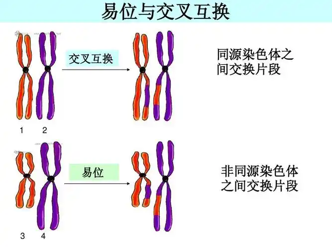 交叉互换 同源染色体之 间交换片段 1 2 易位 非同源染色体 之间交换