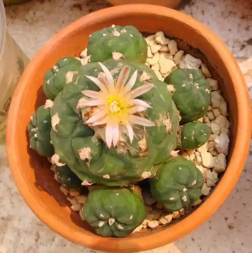 p>乌羽玉(学名: i>lophophora williamsii /i> (lem.