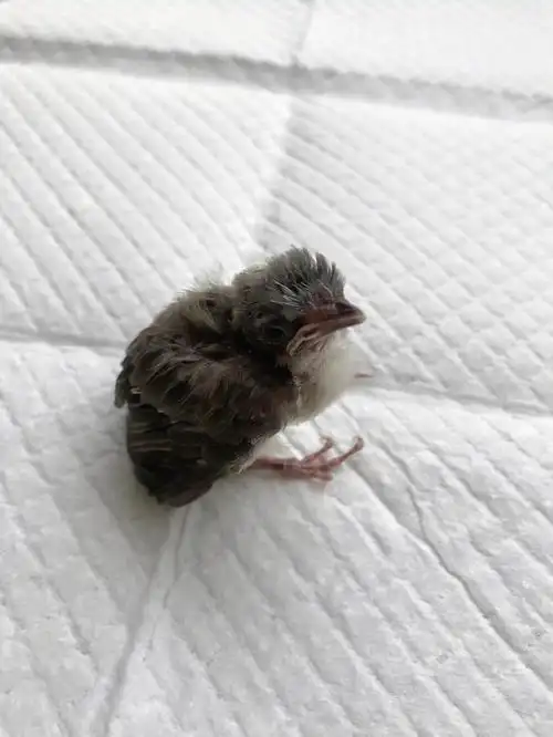 孩子下楼玩带回一只走失的小麻雀