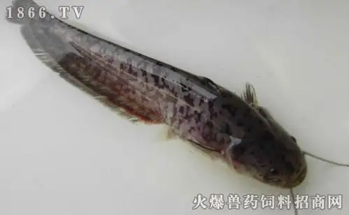 梭边鱼和鲶鱼的区别