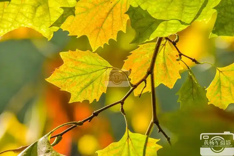 阳光下美丽多彩的梧桐叶