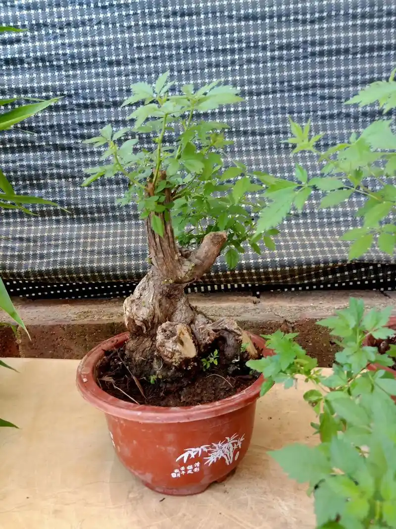 上热门 坨坨黄荆#精品矮霸 #老桩盆景 #创意盆景  - 抖音