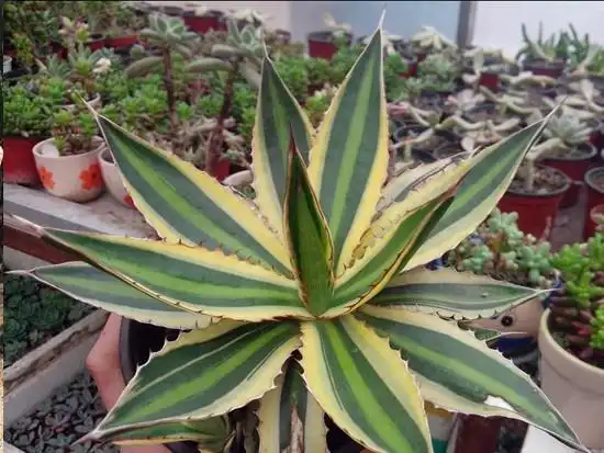 龙舌兰图片(金边龙舌兰能治什么病)