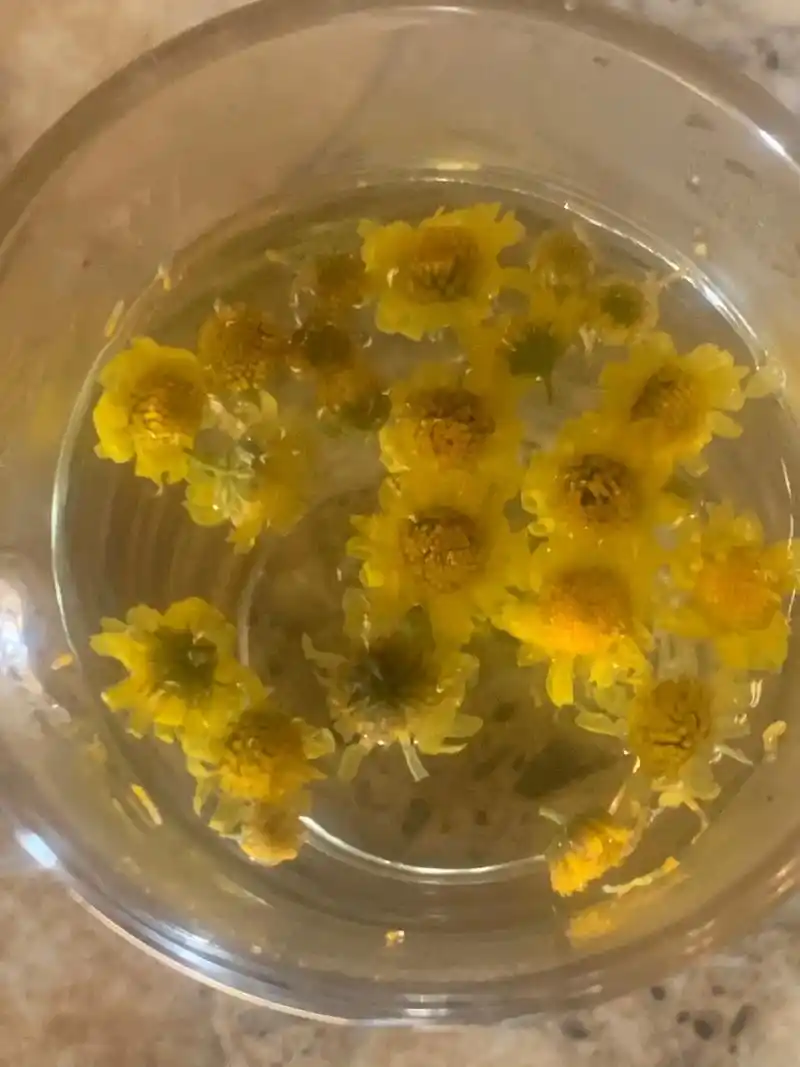 泡一杯野菊花茶,体味一下自然的芳香#这茶不错  #味道好 # - 抖音