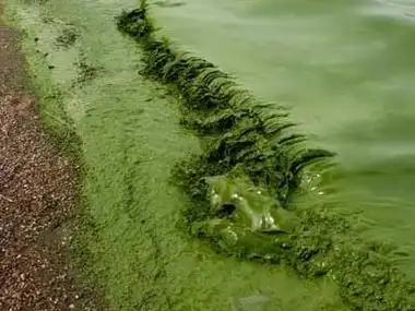 p>水体富营养化 i>(eutrophication) /i>指的是水体中n,p等 a href="