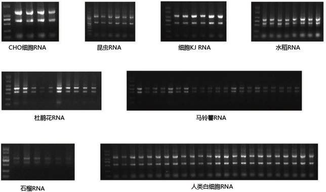 northernblot印迹杂交检测dig探针标记