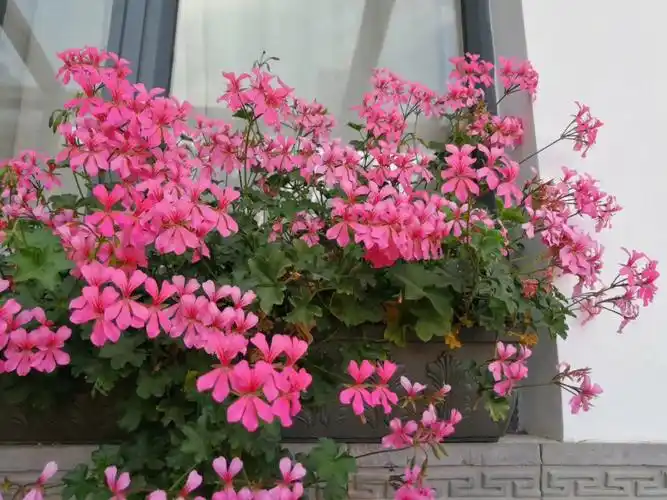 索菲瀑布和粉女巫为主,后来为了在阳台上直播卖花,各种天竺葵都种上了