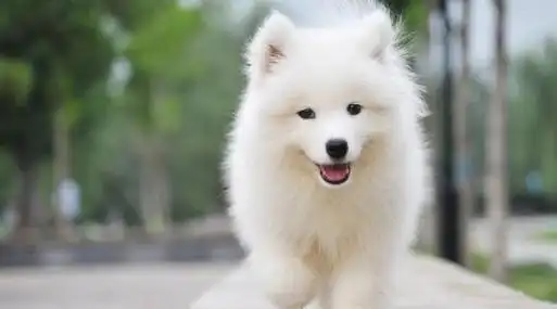 金毛|宠物|萨摩耶|吉娃娃|哈士奇|巴哥犬|蝴蝶犬|贵宾犬|狗肉车|驯养