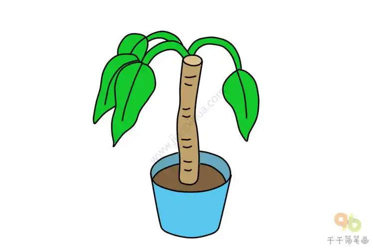 低头的巴西铁树简笔画