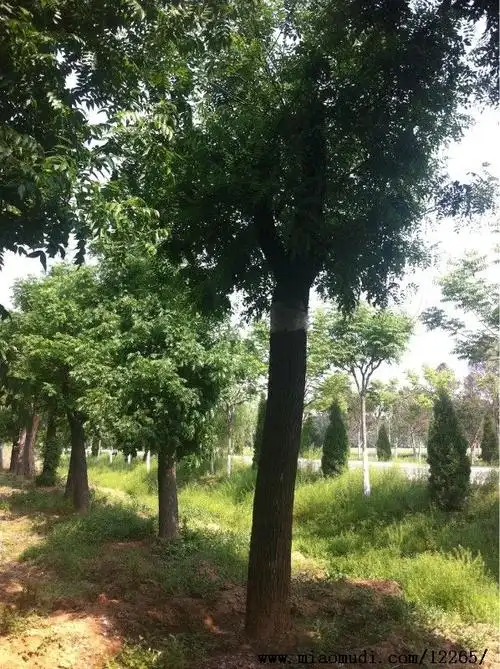 供应18公分的国槐树/18公分的国槐树价格
