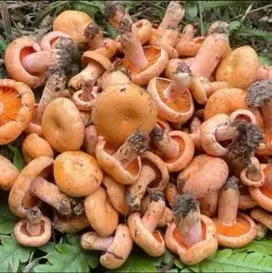 爱笑的公主io淘宝松树菌黄枞菌鸡油菌新鲜丛菌野生