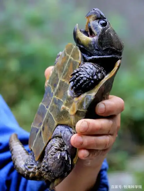 罕见鹰嘴龟现身江西长相奇特一次最多产卵3枚如今已濒危