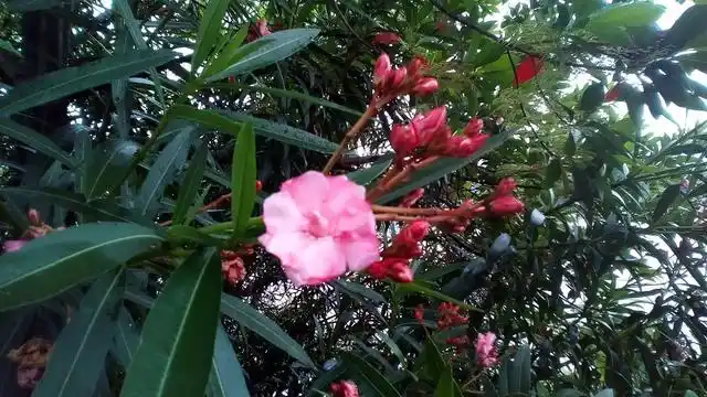 最毒植物之一夹竹桃,取利弃弊应谨慎