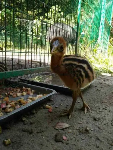 食火鸡宝宝认帅气饲养员作爸爸?