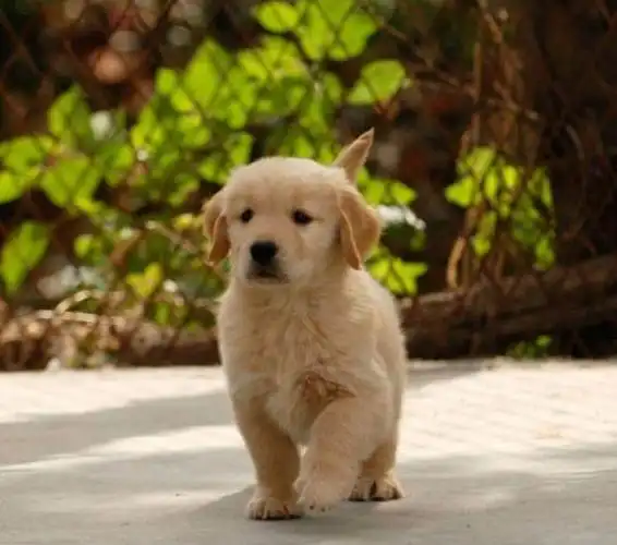 那位高人帮忙看一下我这只金毛是杂交的吗?可以长大吗!这只刚出生32天