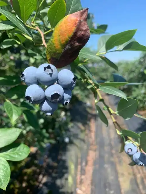 短暂的蓝莓自由