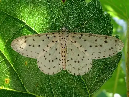 鉴定学名 胡麻斑星尺蛾  xenoplia trivialis (yazaki, 1987)待审定