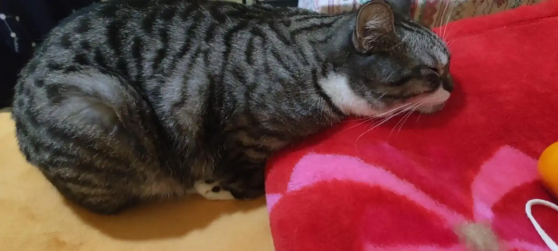 猫咪睡觉姿势大赏听说评论区可以放图片了让我看看你们的猫是怎么睡觉