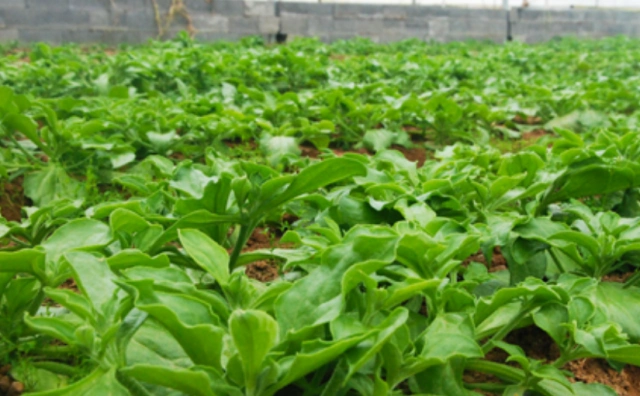 冰菜的种植技巧,大家知道吗?不会的一起来看一下!