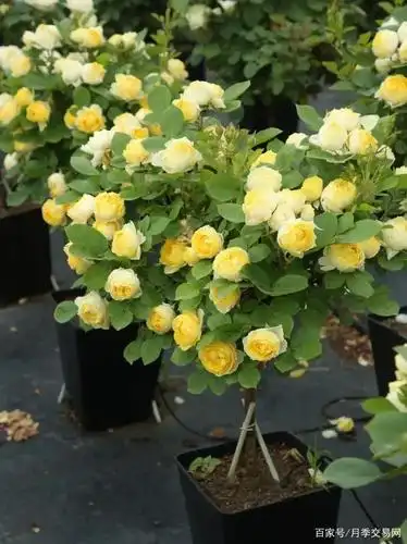 10种黄色月季品种介绍,个个开花不断,抗病又好养