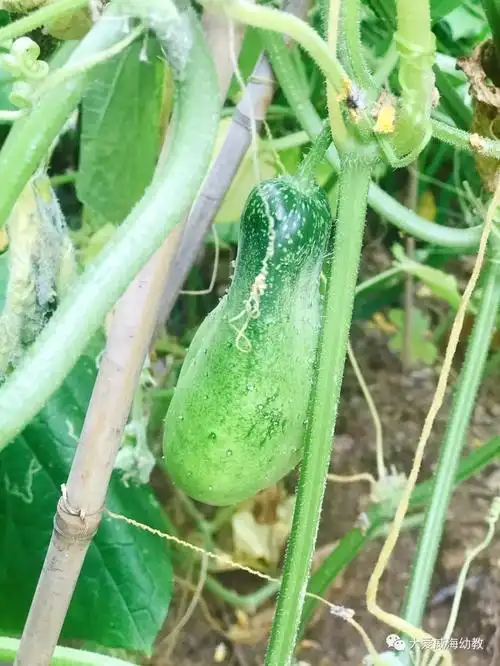 67快乐采摘胖黄瓜