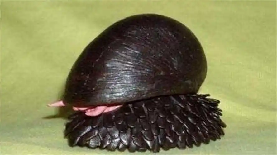 世界上最强的蜗牛外壳用军刀都划不破有磁性可以互相吸引