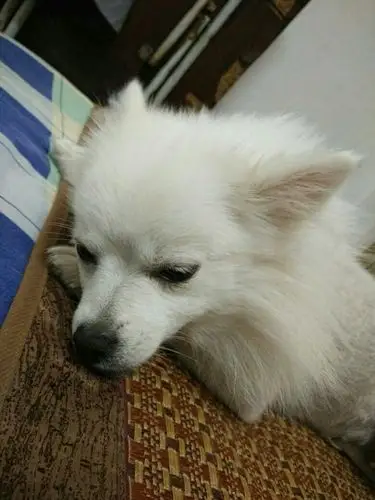 着博美还是银狐还是串啊?