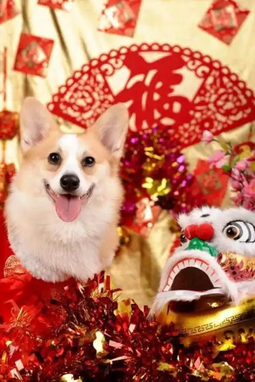 人见人爱的柯基犬近年备受港人爱戴,短短的四肢加上肥嘟嘟的大屁股