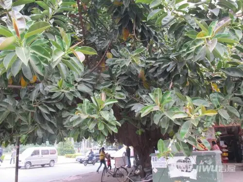 橡皮树的养殖方法和注意事项 橡皮树如何种植