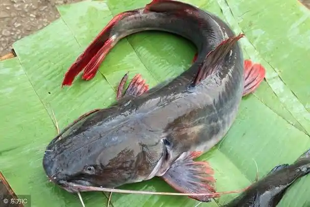 鲶鱼作用与功效,但这2点会影响食用