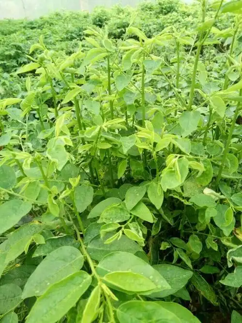 新的一年新气象《勐海南桥树甜菜种植专业合作社》迎新春活动会