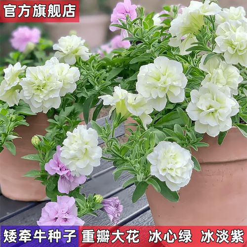 重瓣矮牵牛种子冰心绿大四季耐寒庭院花园耐热阳台造景懒人花种籽