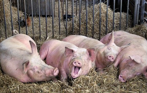 能吃能睡的猪也有亚健康,危害之大,超出你想象