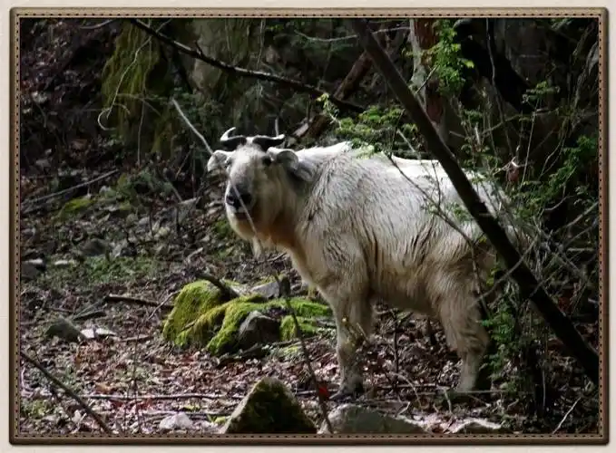 引用 分钟之差:与"国宝"羚牛撞个满怀