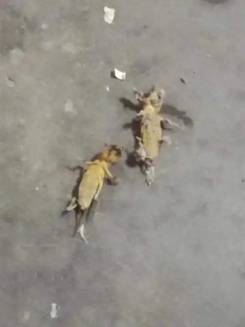 会飞会咬人的土狗