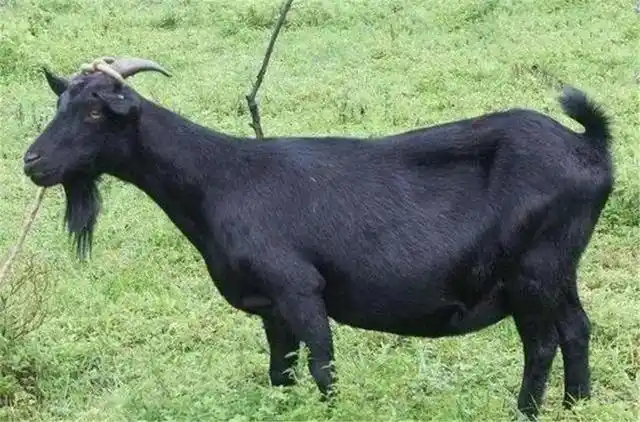 攀爬能力强的山羊,但普米人却一直钟情于一种绵羊——后来取名乌骨羊