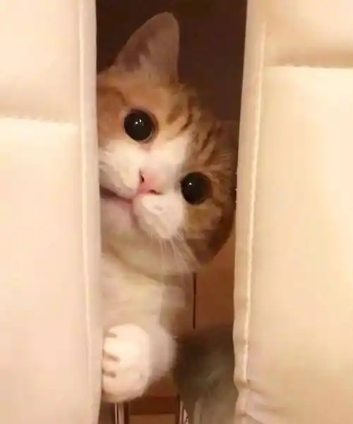 小杂种,老子操你妈没错就操你妈表情包 - 表情图