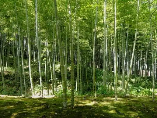 绿色竹林图片,竹林图片,竹子 - 大小:5m-cc0图库_高清图片_免费下载