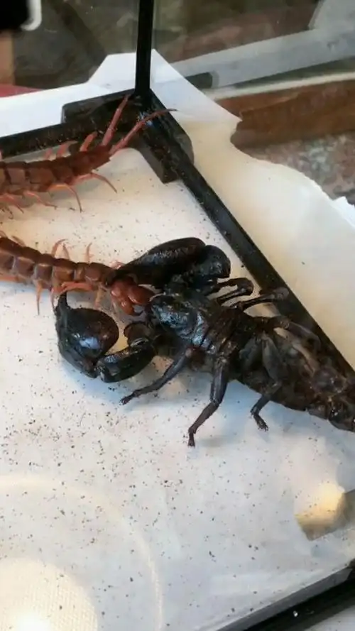 这是一场蝎子和蜈蚣的大战,看样子还是蝎子更厉害一点.